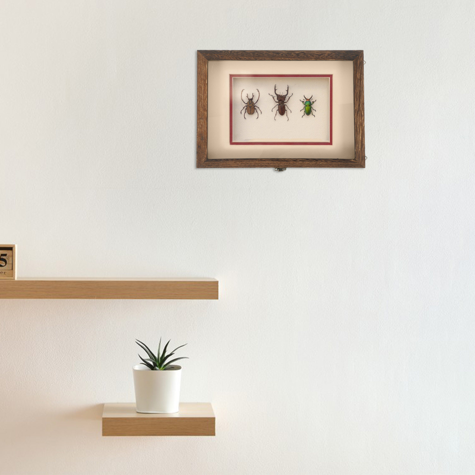 Wood Insect Display Case Clear - Frame Display Wood ulasan dan harga